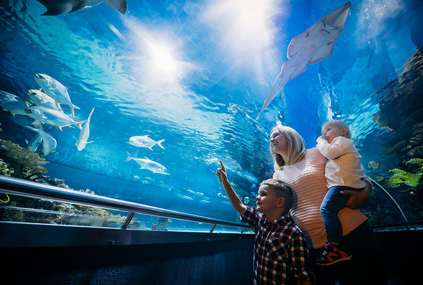 Dubai Aquarium & Underwater Zoo