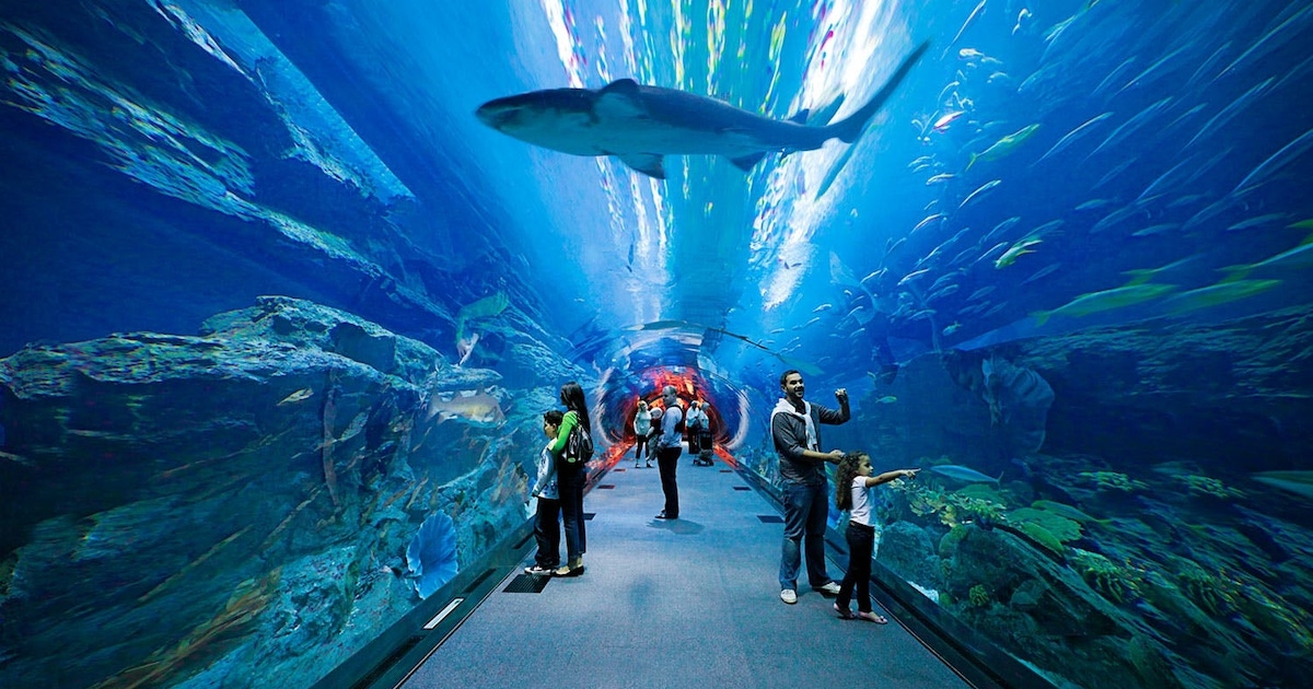 the Dubai Mall Aquarium